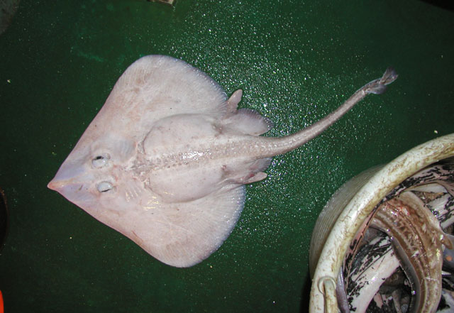 (Rajella Stehmann, 1970) Род Райеллы, Раджеллы, Genus Rajella Stehmann